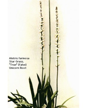 Aletris farinosa